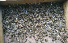 Dramat 2,5 miliona pszczół. Pod Rzeszowem wytruto pasieki. Jest...