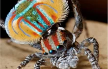 Maratus volans