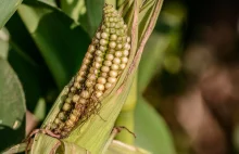 Pasze z GMO jeszcze przez dwa lata. Sejm uchwalił nowelizację