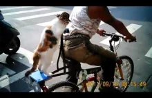 Kot jeżdżący na rowerze ze swoim panem.