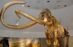 W Krakowie odkryto pierwszy w Europie dowód, że człowiek polował na mamuty.