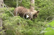 Spotkanie z niedźwiedziem w Dolinie Białego. Zobacz film.