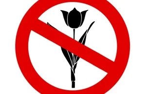 "Tulipan to lipa" - odpowiedź na holenderski portal nienawiści