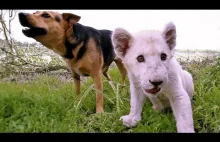 Honey i Kwanza - niesamowita przyjaźń lwiątka z psem