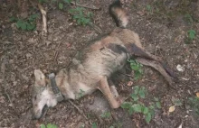 Skandal! Dwa wilki - Kosy i Miko - zostały zastrzelone przez myśliwych