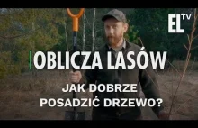 Na złość Szyszce posadź drzewo. Jak dobrze to zrobić?