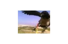 Ptak kontra maszyna latająca