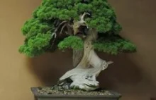 Pięć najstarszych drzew bonsai [ENG] Top 5: Oldest bonsai trees.