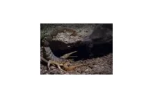 Skorpion vs. Ryjówka