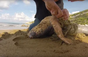 Morski żółw miał przywiązaną plastikową butelkę. Nie mógł się ruszać