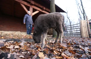 Konkurs na imię dla małego żubra z Pszczyny. Macie swoje propozycje?