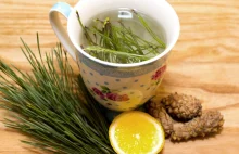 Herbatka z igieł sosny i jej lecznicze właściwości - Fajna Mama