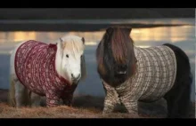 Kuce szetlandzkie w sweterkach.