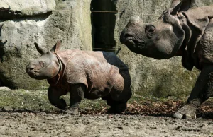 RPA: Kłusownik skazany na 77 lat więzienia za zabicie trzech nosorożców