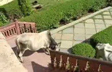 Krowa schodząca po schodach