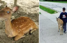 Chłopiec codziennie w drodze do szkoły pomaga niewidomemu jelonkowi...