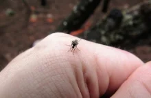 Komary pomagają w stworzeniu mikroigły do bezbolesnych wkłuć