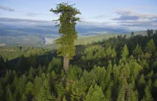 W Tasmanii odkryto najwyższe na świecie drzewo liściaste