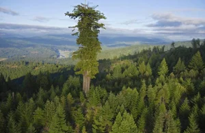 W Tasmanii odkryto najwyższe na świecie drzewo liściaste