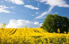 PE za ograniczeniem biopaliw z upraw rolnych - w końcu użyli rozumu