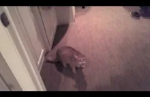 Kot przetrzymuje zakładnika