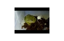 Wielka afrykańska żaba zjada mysz