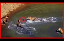 kaczka vs tygrysy