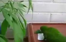 Papuga zbiera zioło i robi skręta