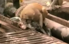 Małpa przeprowadza resuscytację u swojej koleżanki porażonej prądem.