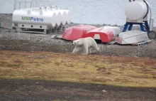 Wirus polarny silnie uzależnia! Posłuchaj i daj się zarazić Arktyką...