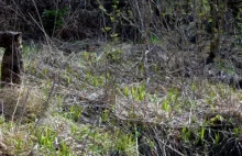 Tragiczny los bobra, choć pod ochroną, nie doczekał się pomocy ze strony RDOŚ.
