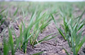Przemyślana strategia nawożenia zbóż azotem - Nawozy
