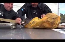 Rosjanin kontra ryba z piekeł