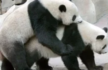 Wiadomo już dlaczego pandy wielkie tak trudno rozmnożyć w niewoli