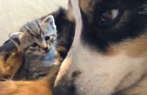 Suczka karmi małe kotki odrzucone przez matkę