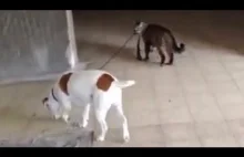 Pies wyprowadzany przez kota na smyczy