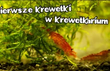 Pierwsze krewetki wpuszczone! Zobacz mini hodowlę tych słodkich zwierzaków.