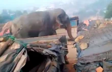 Słoń zaatakował uchodźców. Chaos, zniszczenie i śmierć