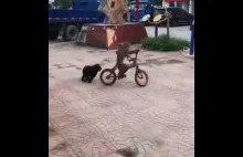 Małpa ukradła psu rower