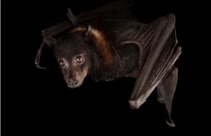 Flying foxes are dying en masse in Australia’s extreme heat