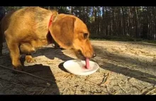 Pies pije wodę w slow motion - SciFun