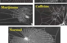 Wpływ narkotyków na pajęcze sieci