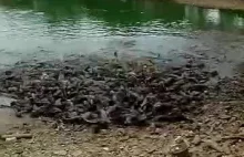 Chińska babcia karmi swoje rybki