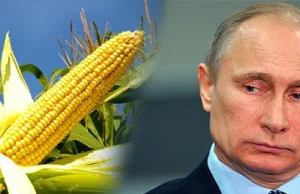 Rosja wprowadziła całkowity zakaz GMO