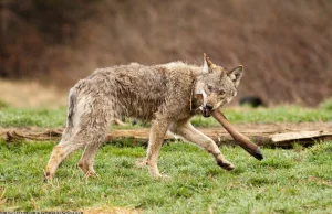 W Bieszczadach wilki zlikwidowały problem bezpańskich psów