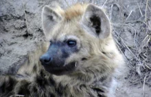 Nietypowe zachowanie hien podczas wielkiego postu w Etiopii