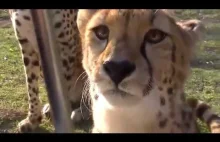 Jak miauczy gepard?