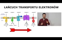 #6 Łańcuch transportu elektronów (oddychanie komórkowe cz. 3) - Zlewka na...