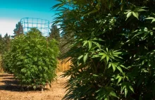 Oregon sprzedaje marihuanę za $11 mln w pierwszym tygodniu legalizacji