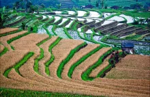 Balijskie pola ryżowe